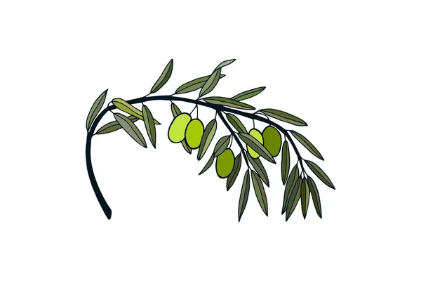 Branche Aux Olives Noires Feuilles Eps10 Illustration Vectorielle Stock Dessin — Image vectorielle