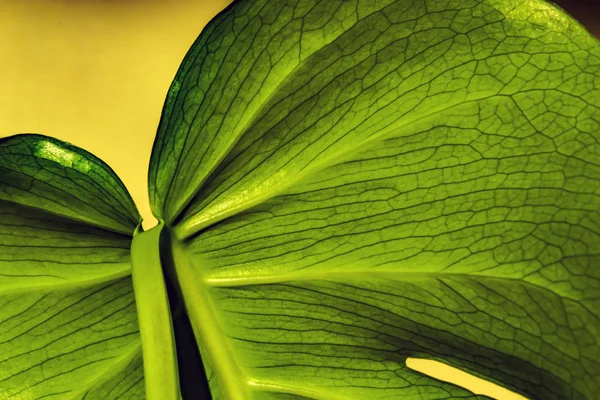 Canavar bitkisinin yaprağı, ters tarafta büyük, yaprak üzerindeki damarlar. doğal arkaplan.