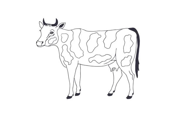 Kuh Mit Flecken Folge Vektor Stock Illustration Handzeichnung Außenlinie — Stockvektor