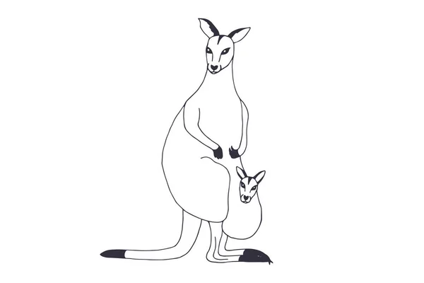 Kangur Małym Kangurkiem Torbie Ilustracja Wektora Eps10 Rysunek Dłoni Poza — Wektor stockowy