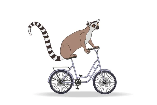 Cute Lemur Naik Sepeda - Stok Vektor