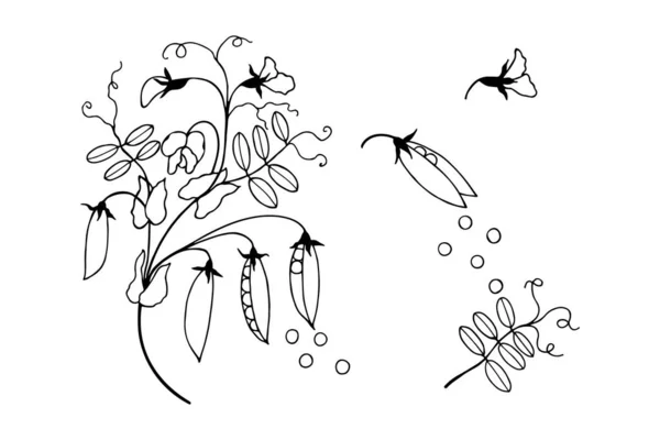 在白色背景上隔离的叶状花序 — 图库矢量图片