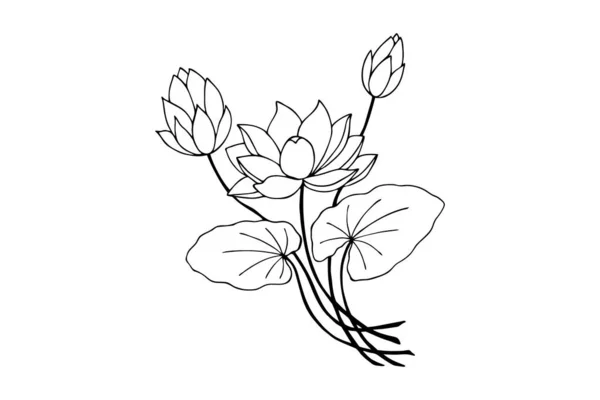 在白色背景上隔离的叶状花序 — 图库矢量图片