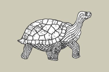 Bej arkaplanlı kaplumbağa