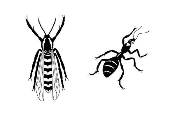 Zwei Bugs Isoliert Auf Weißem Hintergrund — Stockvektor