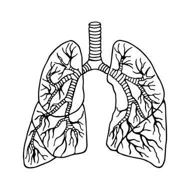 Detaylı olarak insan ciğerleri. Anatomi. Eps10 vektör stok çizimi. El çizimi. sönük çizgi