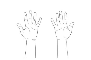 Kadın elleri. Eps10 Vektör çizimi - kadınların elleri.