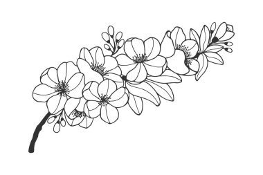 Ayva çiçeği dalıyla. Vektör hisse senedi çizimi 10 puan..