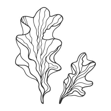 Deniz yosunu salatası, ulva. Eps10 vektör stok çizimi. El çizimi. sönük çizgi
