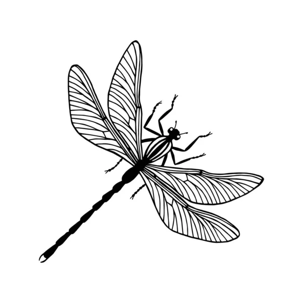 Dragonfly Insect Eps10 Vector Stock Illustration Outline — Stock Vector