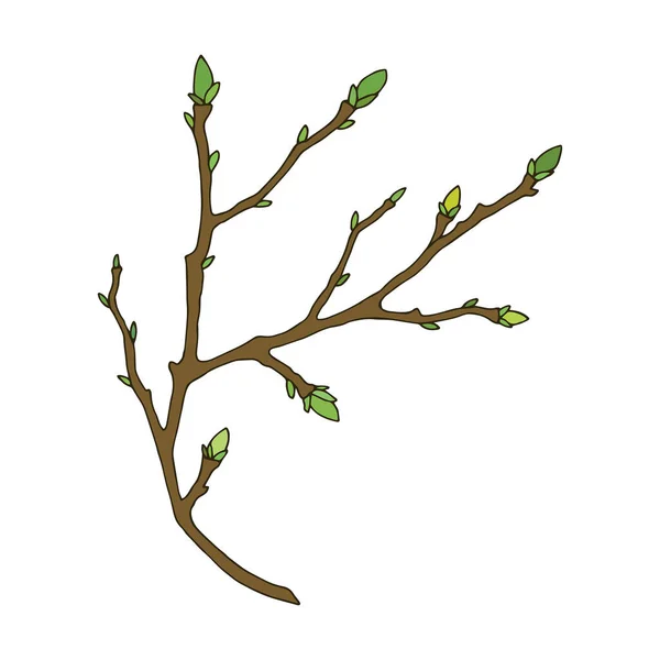 Tomurcuklu ağaç dalı. Eps10 vektör stok çizimi. el çizimi.