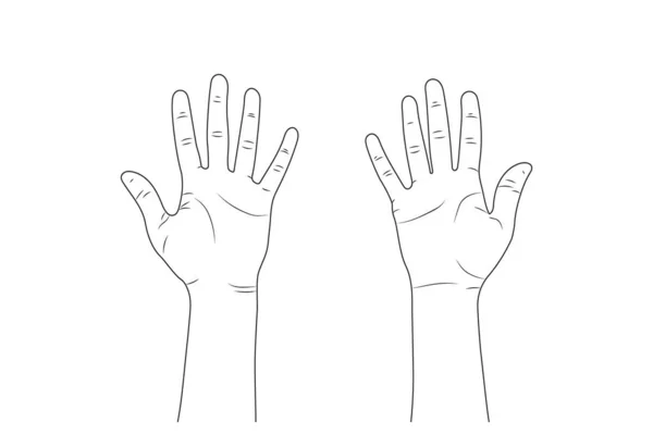 Female Hands Eps10 Vector Sketch Illustration Women Hands — Stock Vector