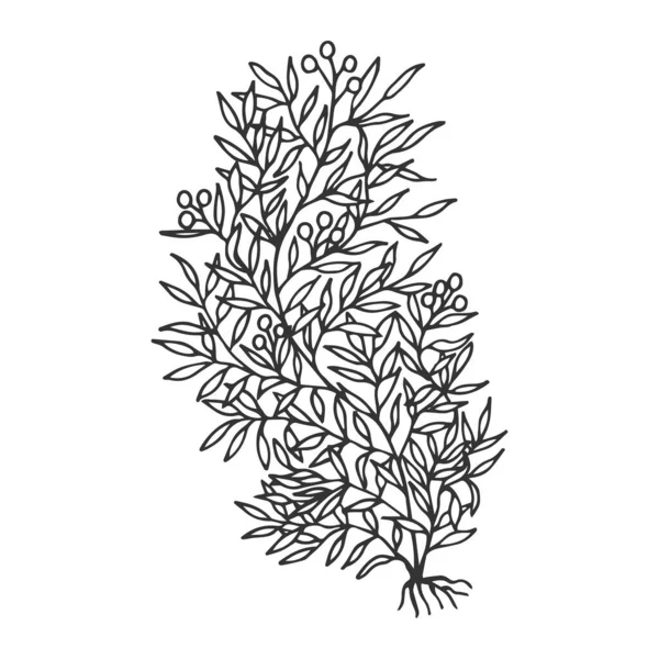 Sargassum Algas Marinhas Vetor Estoque Ilustração Eps Desenho Mão — Vetor de Stock