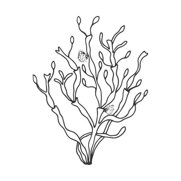 Algues Nodose Eps10 Illustration Vectorielle Stock Dessin Main Ligne Sortie — Image vectorielle