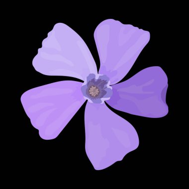 Siyah arkaplanda bir menekşe çiçeği