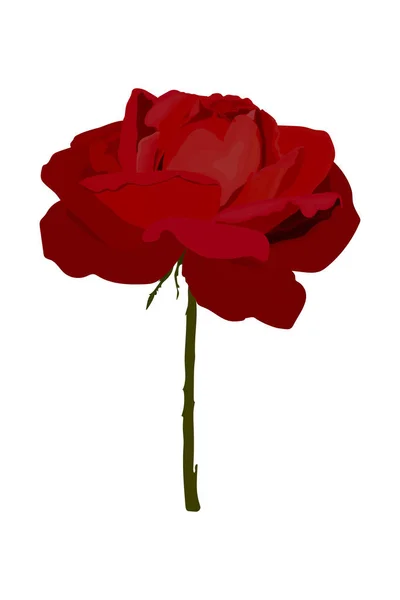 Eine Rote Rose Isoliert Auf Weiß — Stockvektor