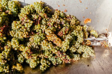 Şarap beyaz üzüm yapma