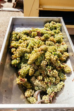 Şarap beyaz üzüm yapma