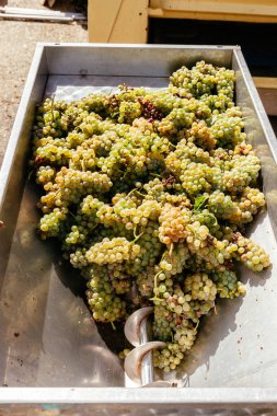 Şarap beyaz üzüm yapma