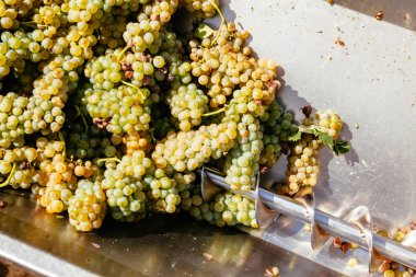 Şarap beyaz üzüm yapma