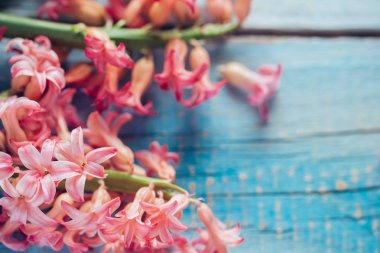 Güzel sümbül çiçek