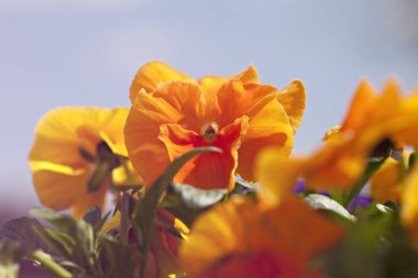 Güzel sarı çiçekler