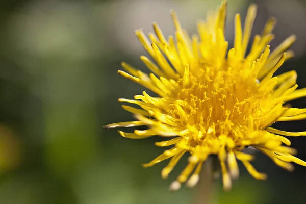Fleur de pissenlit jaune — Photo