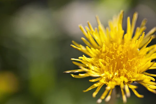 Yellow Dandelion Flower — Stock Photo, Image