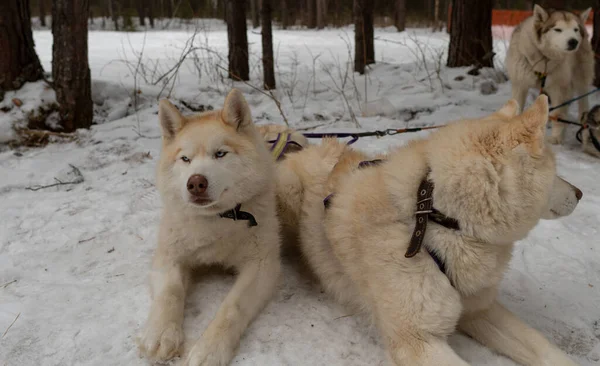 Husky sled dogs in harness lie in the snow. White husky with blue eyes — Stockfoto