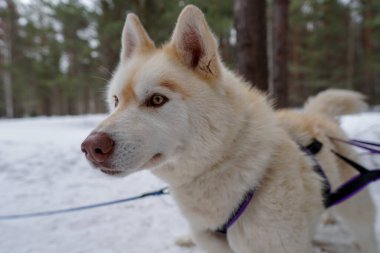 Siberian husky is white with brown eyes. The Huskys muzzle is close-up. Winter dog sledding competitions