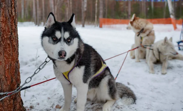 Siberian husky. The dog is black and white sitting in the snow. A dog sled. — Stockfoto