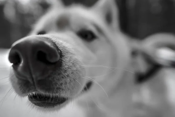 Husky dog snout. black and white husky image. dogs face close-up — Stockfoto