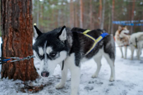 Siberian huskies of black white color tired after running. Dog with a sad snout — Stockfoto