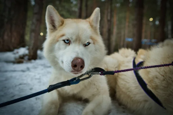White husky with blue eyes lies in the snow — Stockfoto