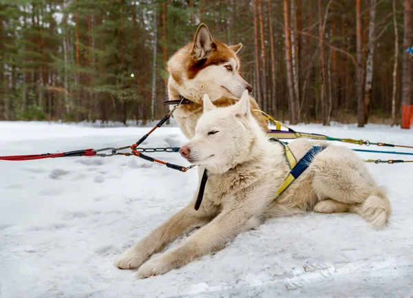 Sibirien Husky Vit Och Brun Vila Snön Hundsläde Från Sibirisk — Stockfoto