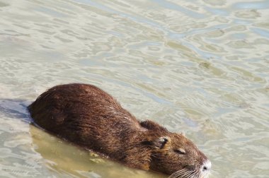 Coypu Sesto Fiorentino ovasının parkında, Tuscany, İtalya