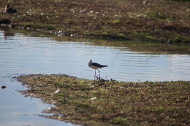Greenshank (Tringa nebularia) Sesto Fiorentino ovasının parkında, İtalya