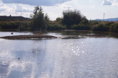 Sesto Fiorentino ovasının parkında vahşi kuşlarla dolu bir gölet.