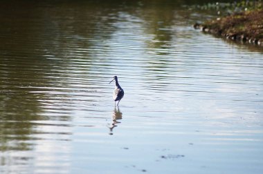 Greenshank (Tringa nebularia) Sesto Fiorentino ovasının parkında, İtalya