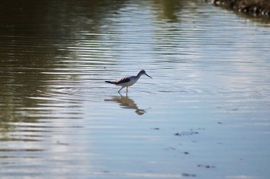 Greenshank (Tringa nebularia) Sesto Fiorentino ovasının parkında, İtalya