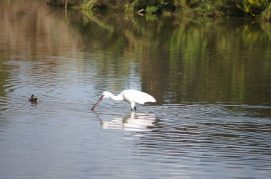 Kuş Kaşığı (Platalea lucorodia) Sesto Fiorentino ovasının parkında, Toskana, İtalya