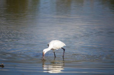 Kuş Kaşığı (Platalea lucorodia) Sesto Fiorentino ovasının parkında, Toskana, İtalya