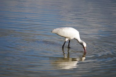 Kuş Kaşığı (Platalea lucorodia) Sesto Fiorentino ovasının parkında, Toskana, İtalya