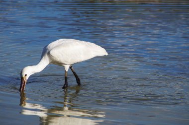 Kuş Kaşığı (Platalea lucorodia) Sesto Fiorentino ovasının parkında, Toskana, İtalya