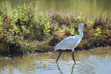 Kuş Kaşığı (Platalea lucorodia) Sesto Fiorentino ovasının parkında, Toskana, İtalya