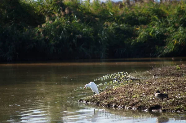 Cattle egret (Bubulcus ibis) in the park of the plain of Sesto Fiorentino, Tuscany, Italy