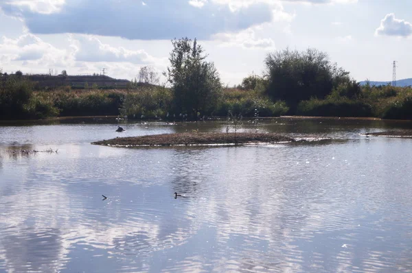 Lagoa Com Aves Selvagens Parque Planície Sesto Fiorentino Toscana Itália — Fotografia de Stock