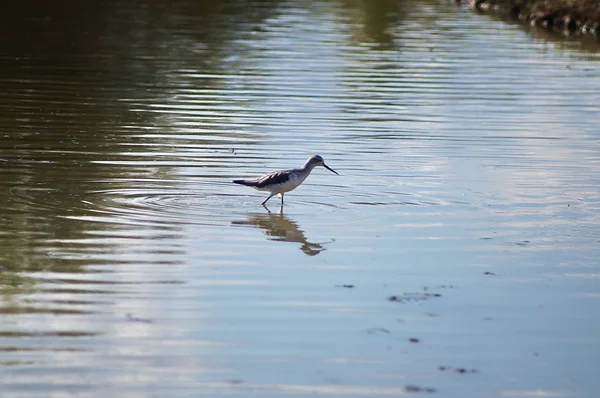 Greenshank Tringa Nebularia Park Plain Sesto Fiorentino Tuscany Italy — Stock Photo, Image