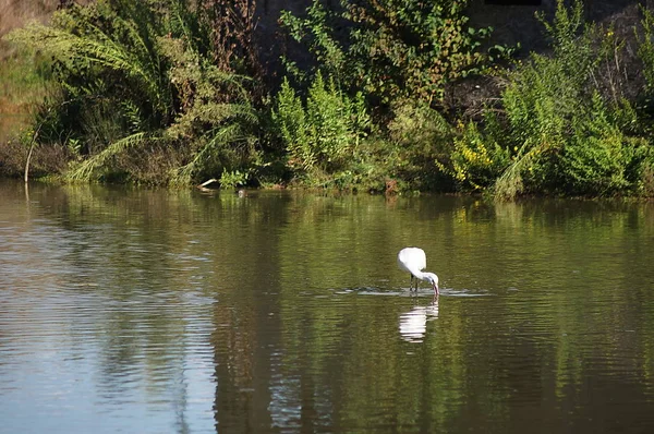 Bird Spoonbill Platalea Leucorodia Park Plain Sesto Fiorentino Tuscany Italy — Stock Photo, Image