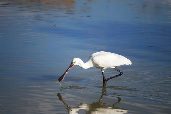 Bird Spoonbill Platalea Leucorodia Park Plain Sesto Fiorentino Tuscany Italy — Stock Photo, Image